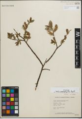 Foto von Salix padophylla Rydb.